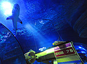Der erste Schwarzspitzenriffhai umschwimmt das LEGO U-Boot im LEGOLAND ATLANTIS by SEA LIFE im bayerischen Günzburg (Foto: Legoland